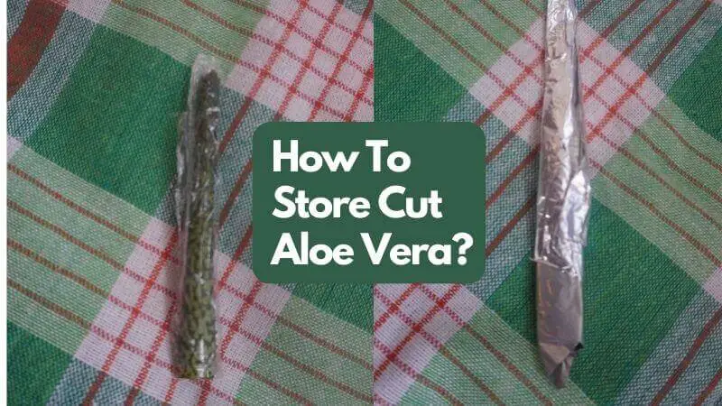 How To Store Cut Aloe Vera